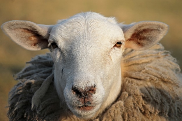 Sheep Stare